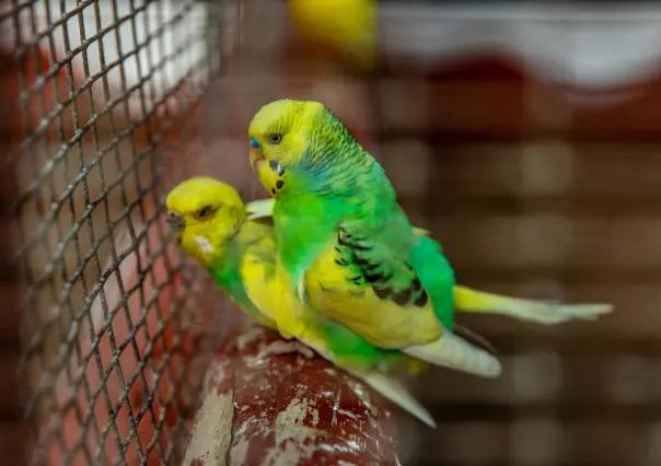 Venta de animales: así buscan erradicar la fauna ilegal en los mercados de Mérida