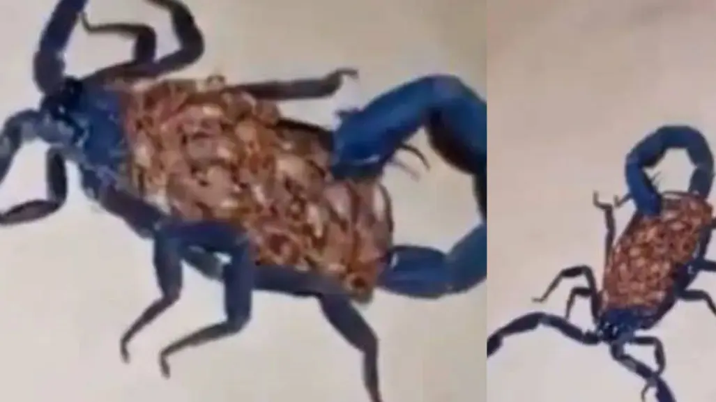 Alacrán azul gigante causa impacto en San Pedro, Coahuila