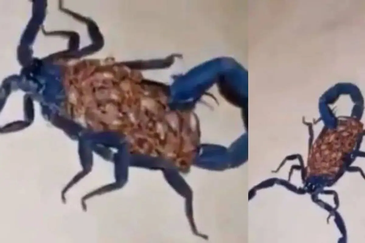 Alacrán Azul en Coahuila. Captura de pantalla.