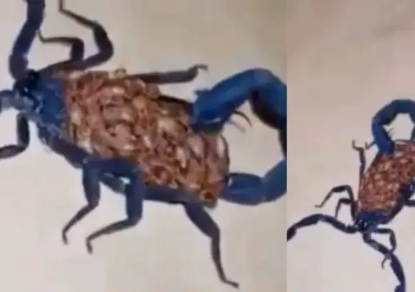 Alacrán azul gigante causa impacto en San Pedro, Coahuila
