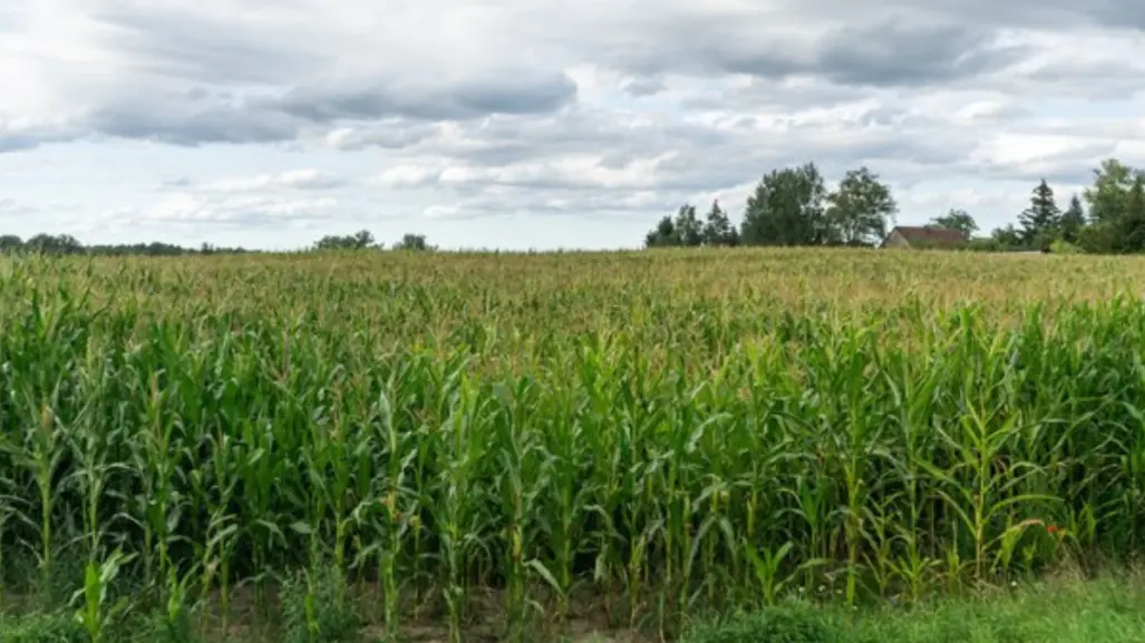 Producción de sorgo en Tamaulipas atraviesa año critico