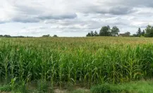 Producción de sorgo en Tamaulipas atraviesa año critico