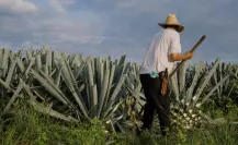 Así perciben a Tamaulipas otros estados según la inteligencia artificial