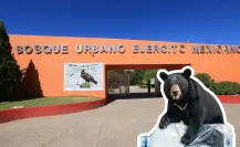 ¿Qué puedes encontrar en la feria del día mundial del medio ambiente en Saltillo?