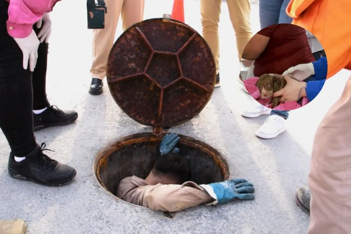 Se coordinó un operativo técnico junto con Agua y Drenaje Municipal para localizar y extraer a los animales Foto: Manuel Guerra Cavazos
