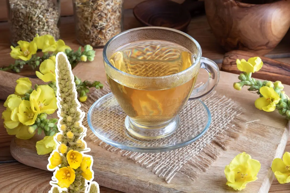 Té de gordolobo. Foto de canva.