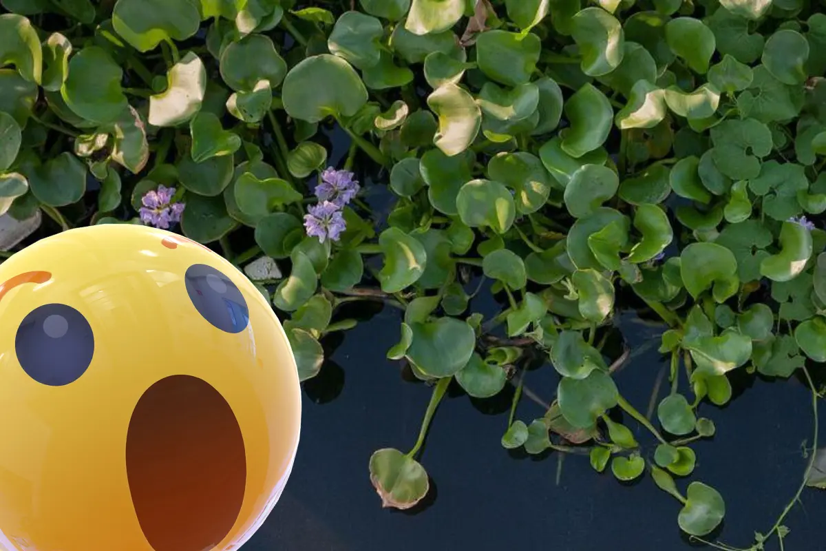 Las lluvias y las altas temperaturas pueden favorecer el crecimiento del lirio acuático en cuerpos de agua como presas y canales./Foto: Lifeder/ Canva