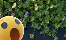 Plantas nativas de Coahuila, ¿cuál es la flor que invade las aguas del desierto?