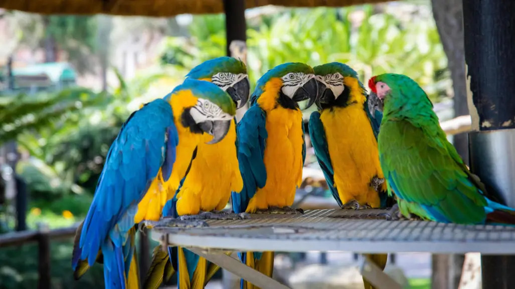 Estas son las especies de loros que se han identificado en Mérida