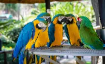 Estas son las especies de loros que se han identificado en Mérida