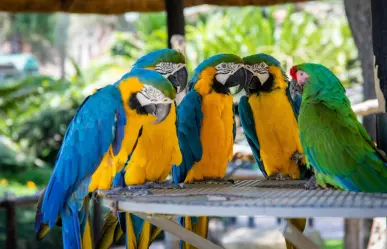 Estas son las especies de loros que se han identificado en Mérida