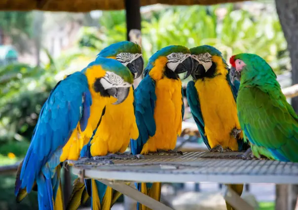 Estas son las especies de loros que se han identificado en Mérida