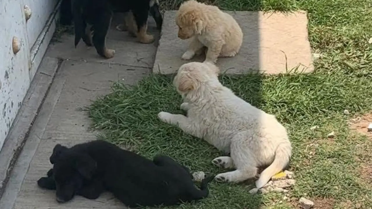 Peludos sin hogar: el abandono cotidiano de perros domésticos en Edomex. Foto: ATARASQUILLO COMERCIAL