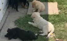 Peludos sin hogar: el abandono cotidiano de perros domésticos en Edomex