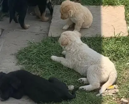 Peludos sin hogar: el abandono cotidiano de perros domésticos en Edomex