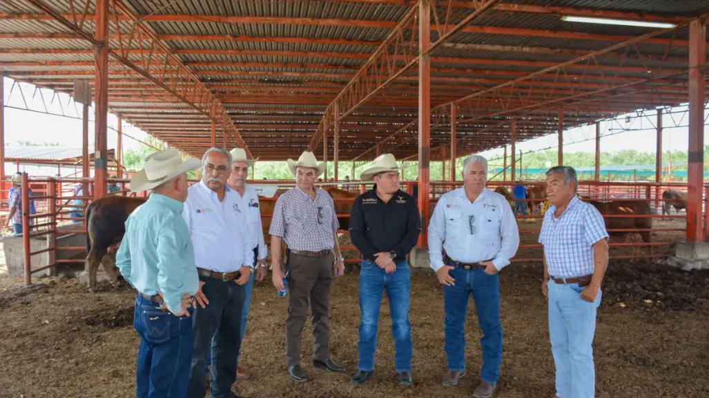 Exportación de ganado a Estados Unidos podría reanudarse la próxima semana