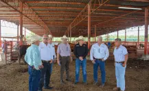 Exportación de ganado a Estados Unidos podría reanudarse la próxima semana