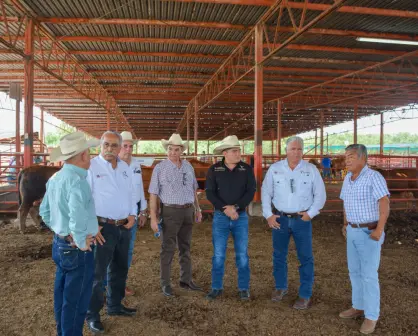 Exportación de ganado a Estados Unidos podría reanudarse la próxima semana
