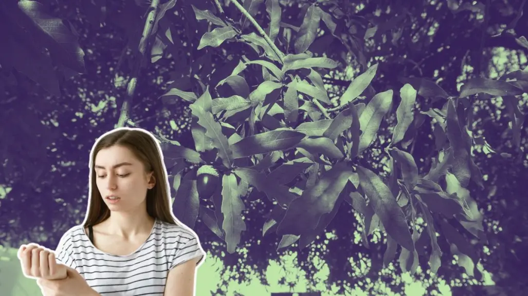 Este árbol nativo de Nuevo León ayuda a tratar la piel irritada