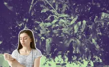 Este árbol nativo de Nuevo León ayuda a tratar la piel irritada