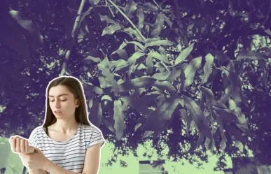 Este árbol nativo de Nuevo León ayuda a tratar la piel irritada