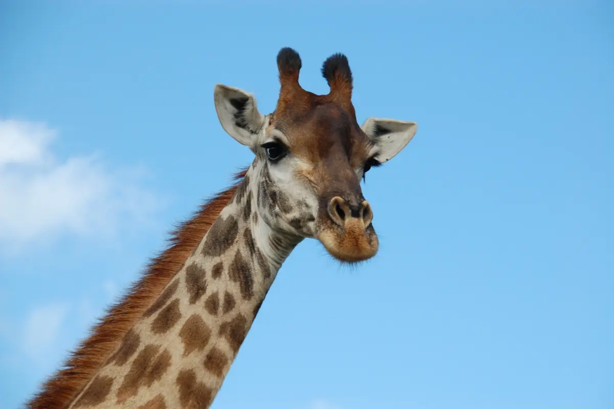 Una jirafa. Foto: Canva