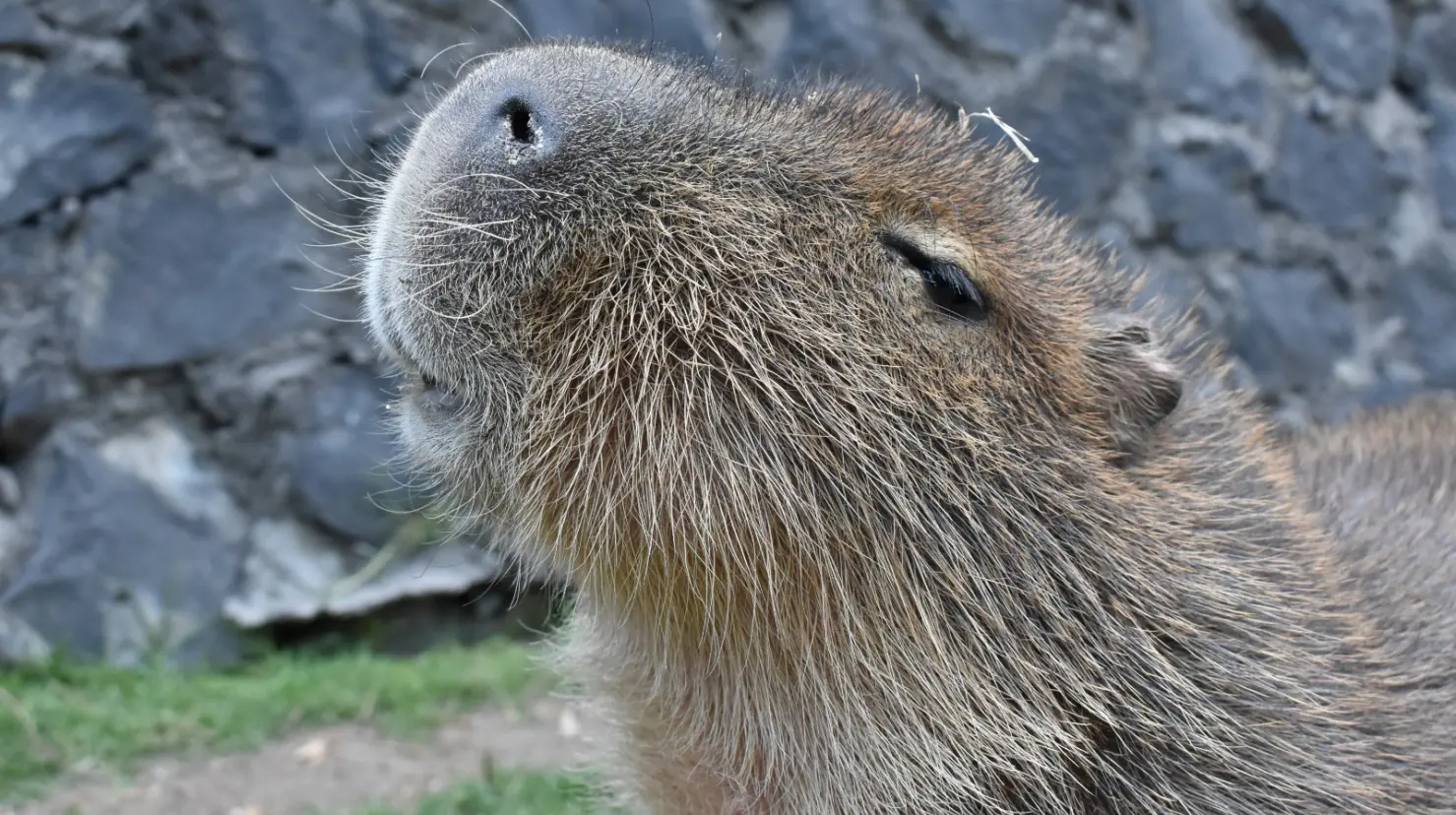 Zacango abre sus puertas para convivir con los capibaras. Imagen: GEM