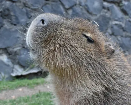 Conoce a los capibaras en Zacango: una experiencia adorable para toda la familia