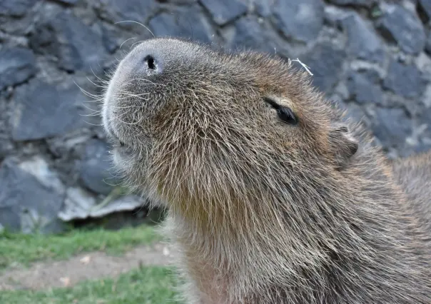 Conoce a los capibaras en Zacango: una experiencia adorable para toda la familia