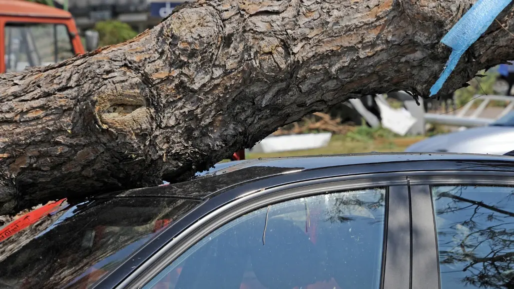 Lluvias CDMX: ¿Qué hacer si le cae un árbol a tu auto por las inundaciones?