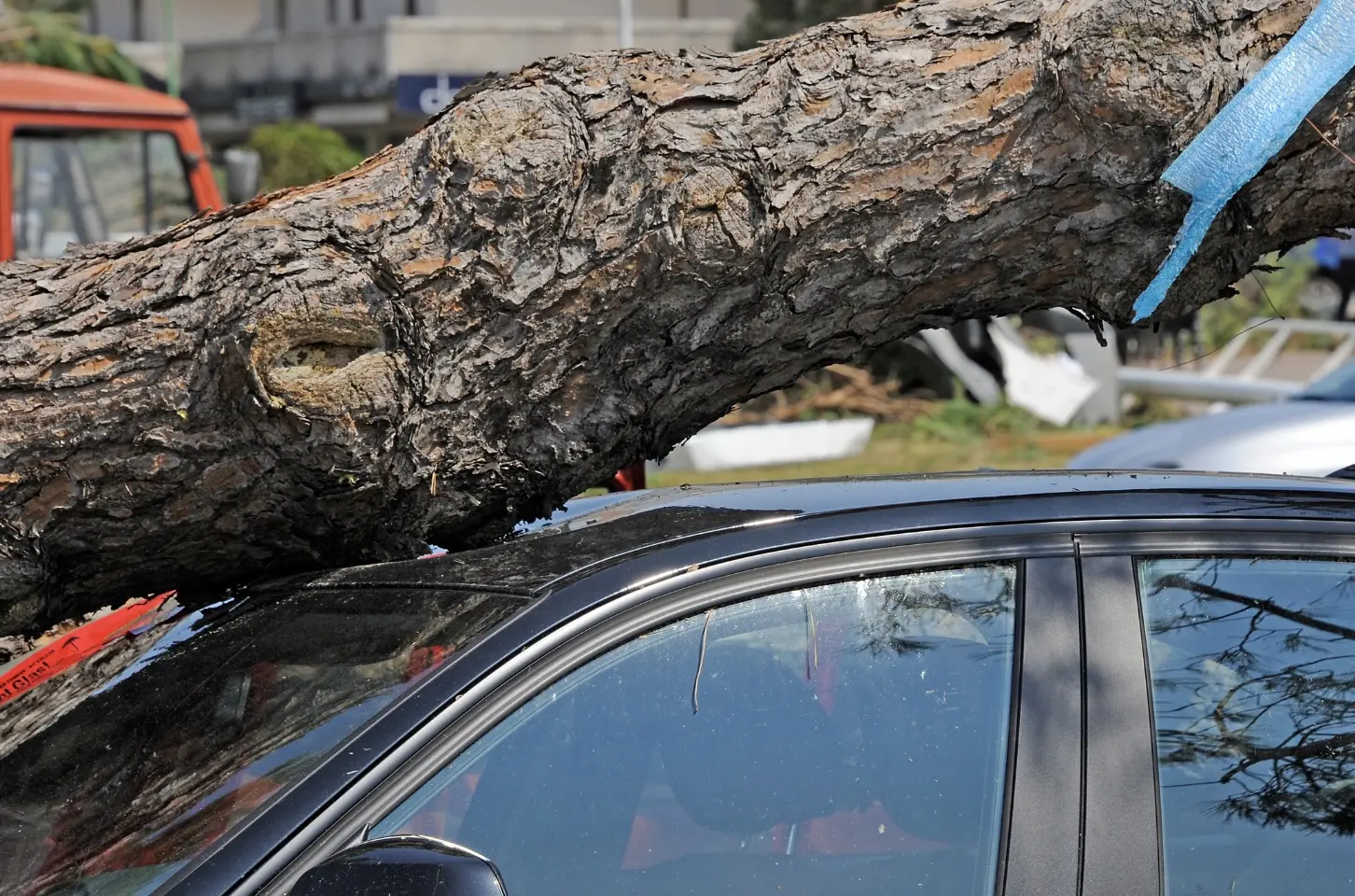 Árbol caído sobre automóvil Foto: Canva
