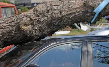 Lluvias CDMX: ¿Qué hacer si le cae un árbol a tu auto por las inundaciones?