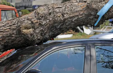 Lluvias CDMX: ¿Qué hacer si le cae un árbol a tu auto por las inundaciones?