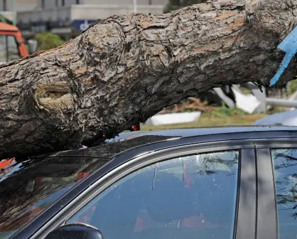 Lluvias CDMX: ¿Qué hacer si le cae un árbol a tu auto por las inundaciones?