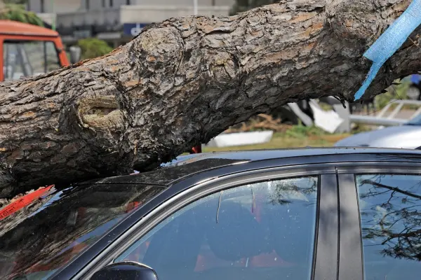 Lluvias CDMX: ¿Qué hacer si le cae un árbol a tu auto por las inundaciones?
