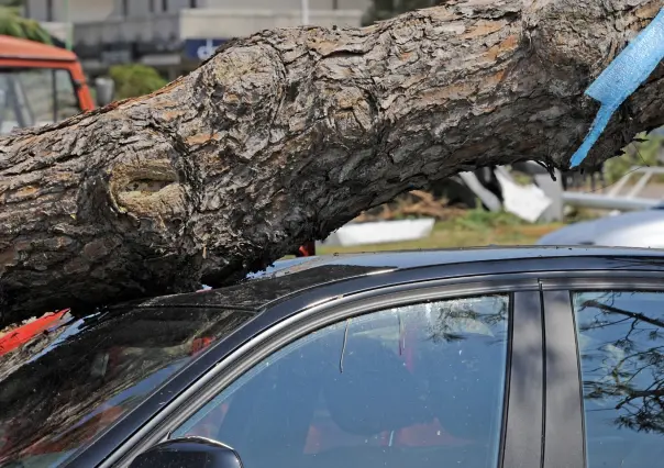Lluvias CDMX: ¿Qué hacer si le cae un árbol a tu auto por las inundaciones?