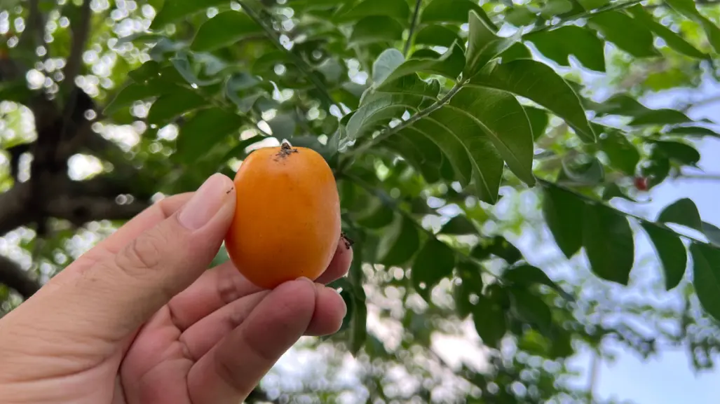Este fruto nativo de Tamaulipas ayuda con el estreñimiento y el fortalecimiento de los huesos
