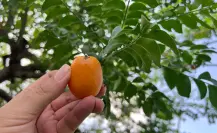Este fruto nativo de Tamaulipas ayuda con el estreñimiento y el fortalecimiento de los huesos