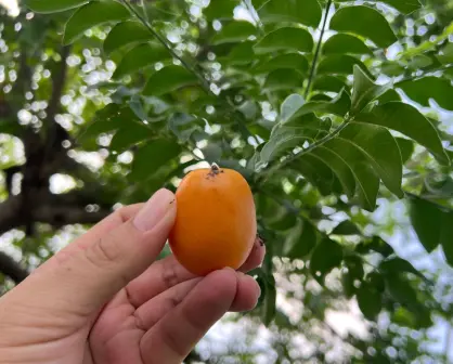 Este fruto nativo de Tamaulipas ayuda con el estreñimiento y el fortalecimiento de los huesos