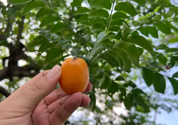 Este fruto nativo de Tamaulipas ayuda con el estreñimiento y el fortalecimiento de los huesos