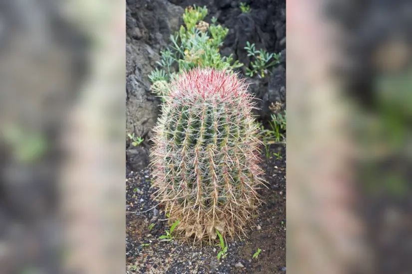Biznaga de fuego (Ferocactus pilosus). Foto: Wikipedia