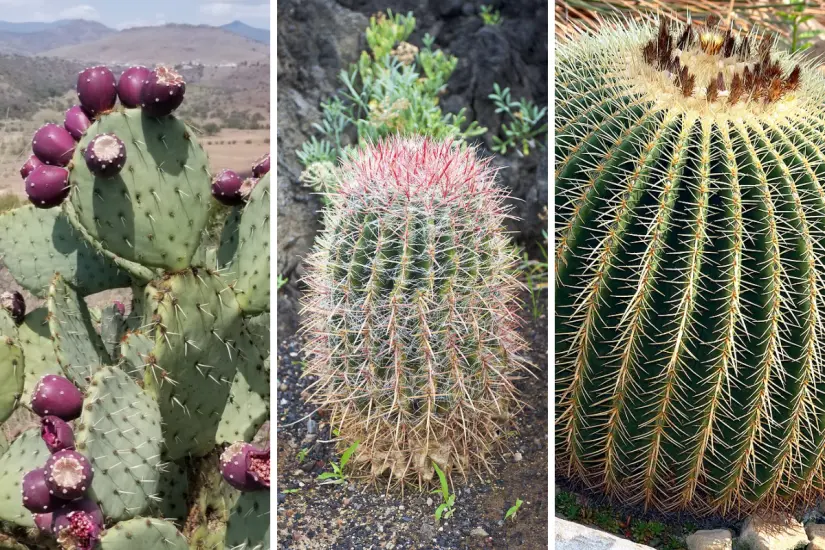 Cactus ideales para plantar en el jardín y que son resistentes a las temperaturas extremas de Tamaulipas. Foto: Carlos García