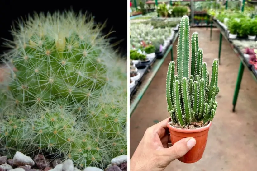 Cactus del género Mammillaria, así como el Cereus peruvianus también son los favoritos para jardines. Foto: Carlos García