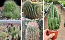 5 cactus ideales para sembrar en el jardín y que resisten las temperaturas extremas de Tamaulipas