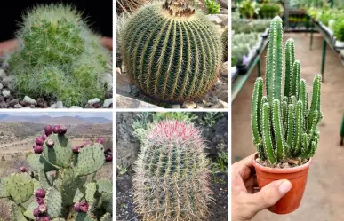 5 cactus ideales para sembrar en el jardín y que resisten las temperaturas extremas de Tamaulipas