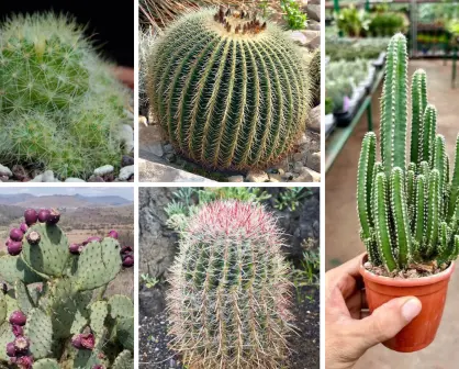 5 cactus ideales para sembrar en el jardín y que resisten las temperaturas extremas de Tamaulipas