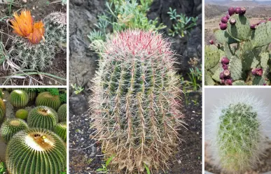 5 cactus nativos de Tamaulipas ideales para tener en casa
