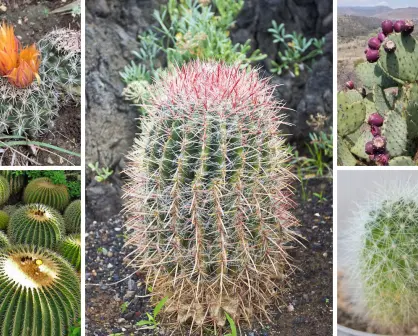 5 cactus nativos de Tamaulipas ideales para tener en casa