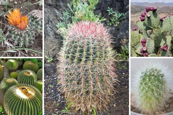 5 cactus nativos de Tamaulipas ideales para tener en casa