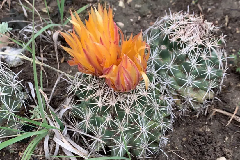 Cactus del género Coryphantha. Foto: Wikipedia